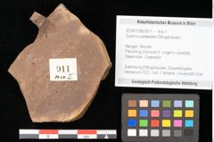 Foto (Objekt + Etikett) von Quercus palaeoilex Ettingshausen (NHMW-GEO-2024-0188-0911)